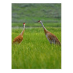 Sandhill Cranes Postcard