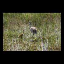 Sandhill Cranes posters