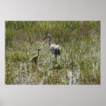 Sandhill Cranes Posters