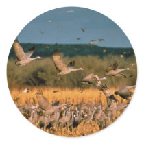 Sandhill Cranes Round Stickers