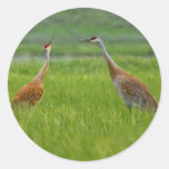 Sandhill Cranes Stickers