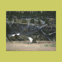 Sandhill Cranes Wall Art canvas prints