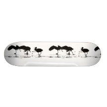 Sandhill CranesSkateboard