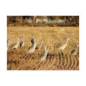 Sandhilll Cranes postcards by Killlashandra Sandhilll Cranes postcards