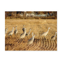 Sandhilll Cranes postcards by Killlashandra Sandhilll Cranes postcards