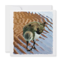 Sandpiper at the Beach Invitation