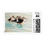 Sandpiper Family Sandpiper Family