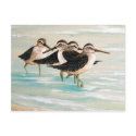 Sandpiper Family postcards