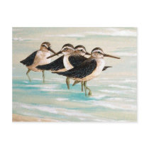 Sandpiper Family postcards
