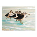 Sandpiper Family posters