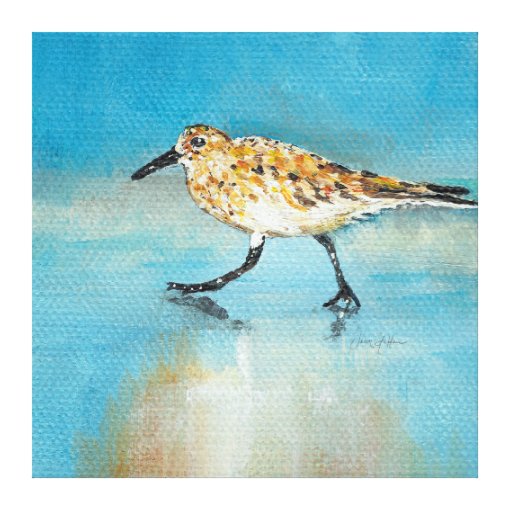 Sandpiper North American Wading Shorebird Canvas Zazzle