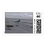 Sandpiper Sandpiper