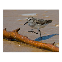 Sandpiper Postcard