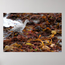 sandpiper poster