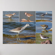 Sandpipers and Shanks Collage Posters