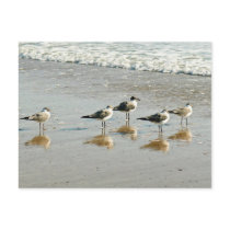 Sandpipers at the ocean's edge postcards