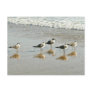 Sandpipers at the ocean's edge post card