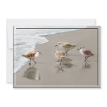 Sandpipers at the Shoreline Custom Announcements