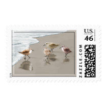 Sandpipers at the Shoreline Stamps