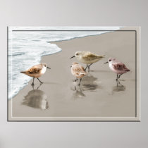 Sandpipers at the Shoreline Posters