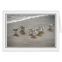 Sandpipers cards