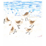 Sandpipers on Old Orchard Beach, Maine Sandpipers on Old Orchard Beach, Maine
