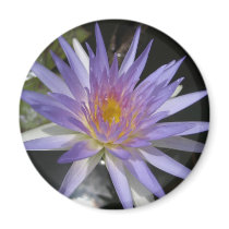 Sandra Lynn magnets