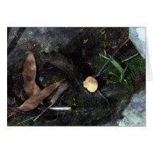 sandstone cards