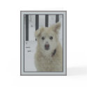 *Sandy Dog - I Miss You cards