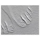 sandy feet full color flyer