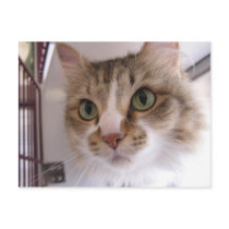 Sandy postcards