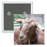 Sandy The Goat At The Gate Pinback Buttons