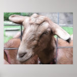 Sandy The Goat At The Gate Posters