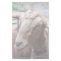 Sandy The Goat At The Gate Customized Stationery