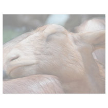 Sandy The Goat - Nap Time! Customized Letterhead