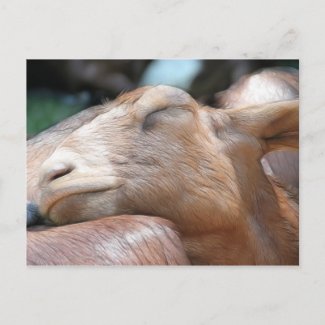 Sandy The Goat - Nap Time! postcard