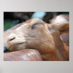 Sandy The Goat - Nap Time! Poster