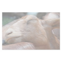 Sandy The Goat - Nap Time! Stationery Design