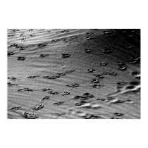 Sandy Tracks posters