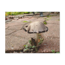 SANDY'S PLACE postcards