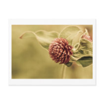 sane promise postcards