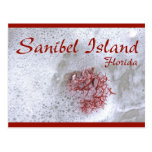 Sanibel Island Red Seaweed Postcard