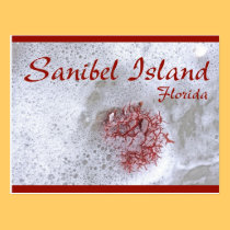 Sanibel Island Red Seaweed Postcard postcards