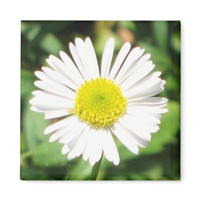 Santa Barbara Daisy Magnets by ggbythebay