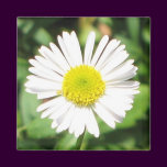Santa Barbara Daisy