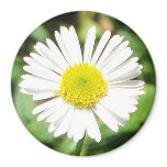 Santa Barbara Daisy Refrigerator Magnet