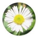 Santa Barbara Daisy magnets