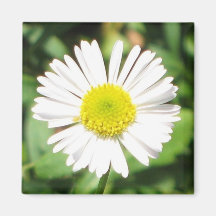Santa Barbara Daisy Magnets
