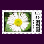 Santa Barbara Daisy