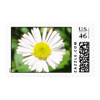 Santa Barbara Daisy Postage Stamps by ggbythebay